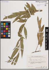 Foto von Salix excelsa S. G. Gmel.